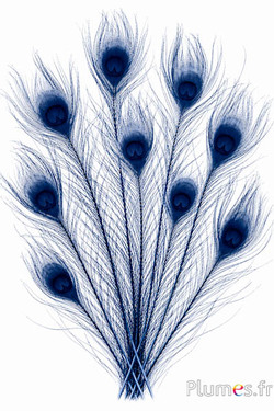 Pfau blau - gebleicht - 50-60 cm - blau